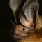 Bats