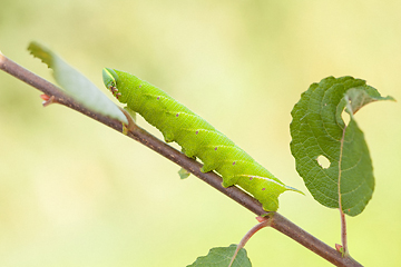 Butterfly eggs and larvae