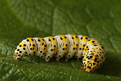 Mullein Moth Mullein Moth