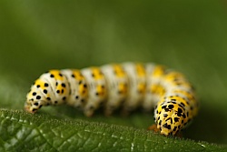 Mullein Moth Mullein Moth
