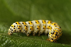 Mullein Moth Mullein Moth