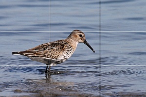 Golden ratio Rule of thirds