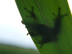 Treefrog from a worm's-eye view Treefrog from a worm's-eye view