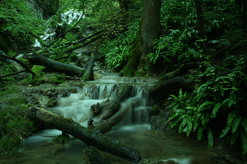 Blurred water
              movement on a forest creek
