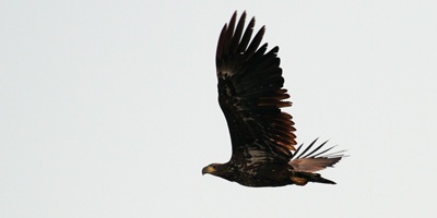 White-tailed Eagle