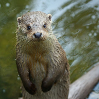 European
                  otter