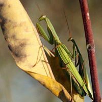 Mantis religiosa