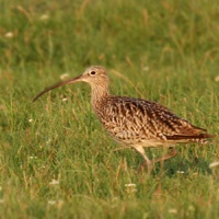 Eurasian
                Curlew