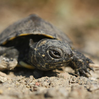 Pond
                  tortoise
