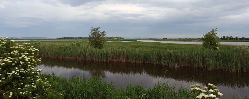 Neusiedler
              See near Sarrod