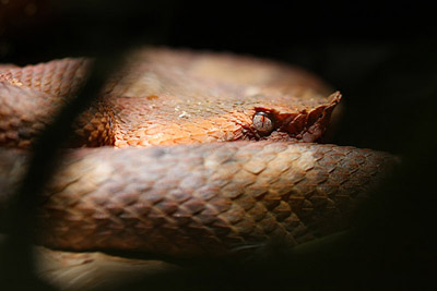 Porthidium nasutum Porthidium nasutum