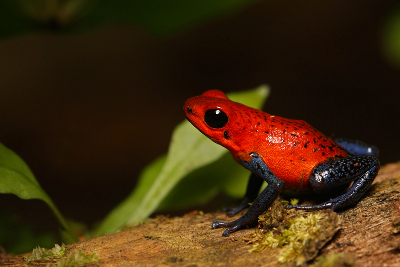 Oophaga pumilio