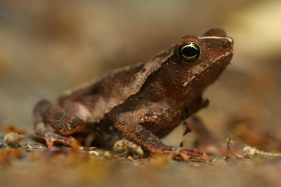 Rhinella
margaritifera