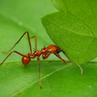 Leafcutter-ant Leafcutter-ant