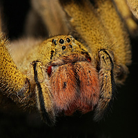 Spider Spider