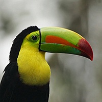 Keel-billed_Toucan Keel-billed_Toucan