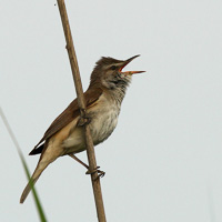 Great Reed Warbler