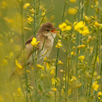 Marsh Warbler