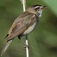 Sedge Warbler