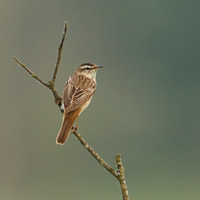 Sedge Warbler