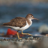 Spotted Sandpiper