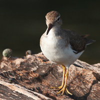 Spotted Sandpiper