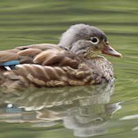 Mandarin drake