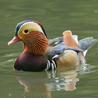 Mandarin drake