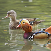 Mandarin drake