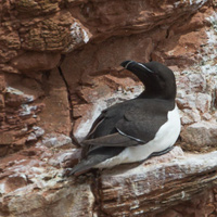 Razorbill