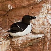 Razorbill