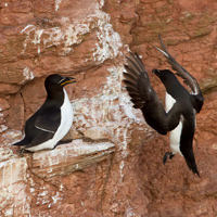 Razorbill