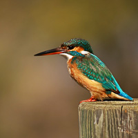 Common Kingfisher