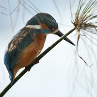 Common Kingfisher