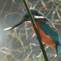 Common Kingfisher