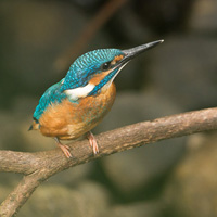 Common Kingfisher