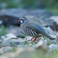 Red-legged Partridge