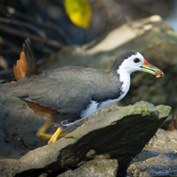 White-breasted waterhen