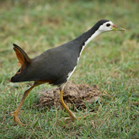 White-breasted waterhen