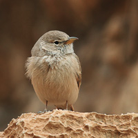 Desert Lark