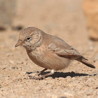 Desert Lark