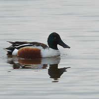 Northern Shoveler