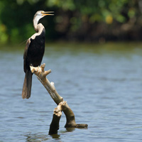 Oriental darter