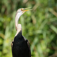 Oriental darter