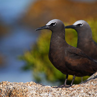 Common Noddy