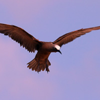 Common Noddy