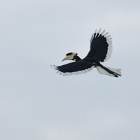 Malabar pied hornbill