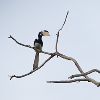 Malabar pied hornbills