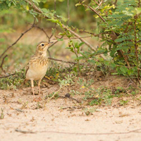 Blyth's pipit