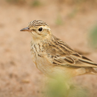 Blyth's pipit